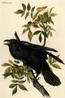 Raven by John James Audubon