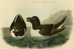 Razor Billed Auk by John James Audubon