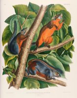 Red Bellied Squirrel by John James Audubon