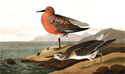 Red Breasted Sandpiper by John James Audubon