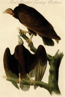 Red Headed Turkey Vulture by John James Audubon