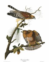 Red Shouldered Hawk by John James Audubon