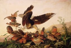 Red Shouldered Hawk Attacking Bobwhite Partridge by John James Audubon