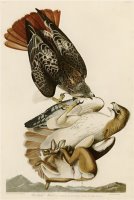 Red Tailed Hawk by John James Audubon