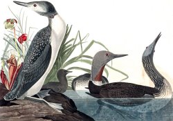 Red Throated Diver by John James Audubon