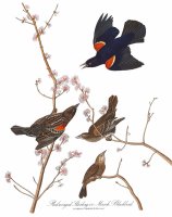 Red Winged Starling, Or Marsh Blackbird by John James Audubon