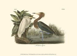 Reddish Egret by John James Audubon