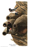 Republican, Or Cliff Swallow by John James Audubon