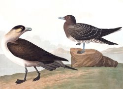 Richardson's Jager by John James Audubon