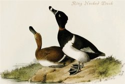 Ring Necked Duck by John James Audubon