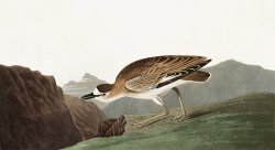 Rocky Mountain Plover by John James Audubon
