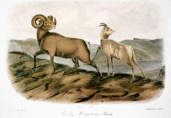 Rocky Mountain Sheep 1846 by John James Audubon