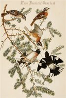 Rose Breasted Grosbeak by John James Audubon