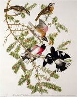 Rose Breasted Grosbeak From Birds of America by John James Audubon