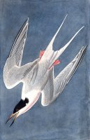 Roseate Tern by John James Audubon