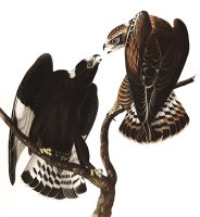 Rough Legged Falcon by John James Audubon