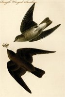 Rough Winged Swallow by John James Audubon