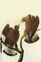 Roughlegged Hawk by John James Audubon