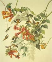 Ruby Throated Hummingbird by John James Audubon