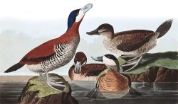 Ruddy Duck by John James Audubon