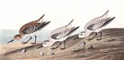 Ruddy Plover by John James Audubon