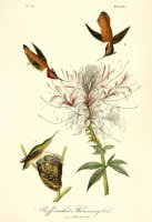 Ruff Neck Hummingbird by John James Audubon