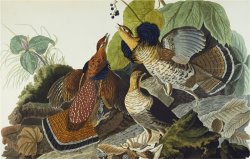 Ruffed Grouse Tetrao Umbellus Plate Xli From The Birds of America by John James Audubon