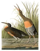 Salt Water Marsh Hen by John James Audubon