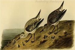 Sanderling Sandpiper by John James Audubon