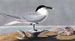 Sandwich Tern by John James Audubon