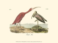 Scarlet Ibis by John James Audubon