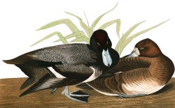Scaup Duck by John James Audubon