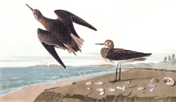 Schinz's Sandpiper by John James Audubon