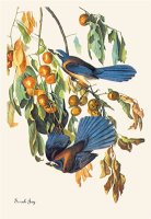 Scrub Jay by John James Audubon