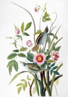 Seaside Sparrow 1858 by John James Audubon