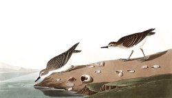 Semipalmated Sandpiper by John James Audubon