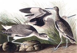 Semipalmated Snipe, Or Willet by John James Audubon
