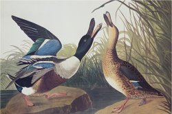 Shoveller Duck by John James Audubon
