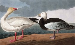 Snow Goose by John James Audubon