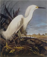 Snowy Heron Or White Egret by John James Audubon