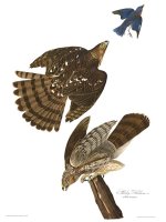 Stanley Hawk by John James Audubon