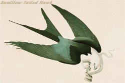 Swalllow Tailed Hawk by John James Audubon