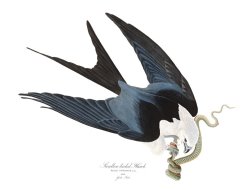 Swallow Tailed Hawk by John James Audubon