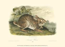 Swamp Hare by John James Audubon