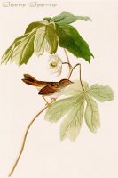 Swamp Sparrow by John James Audubon