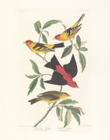 Tanagers by John James Audubon