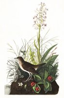 Tawny Thrush by John James Audubon