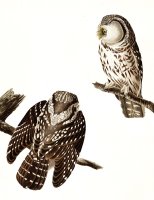 Tengmalm's Owl by John James Audubon