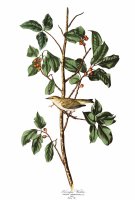 Tennessee Warbler by John James Audubon