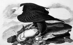 The Bald Eagle by John James Audubon